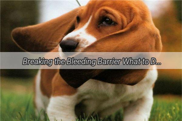  Breaking the Bleeding Barrier What to Do When Your Dogs Poop Turns Bloody  A HeartWrenching Story and Essential Guide